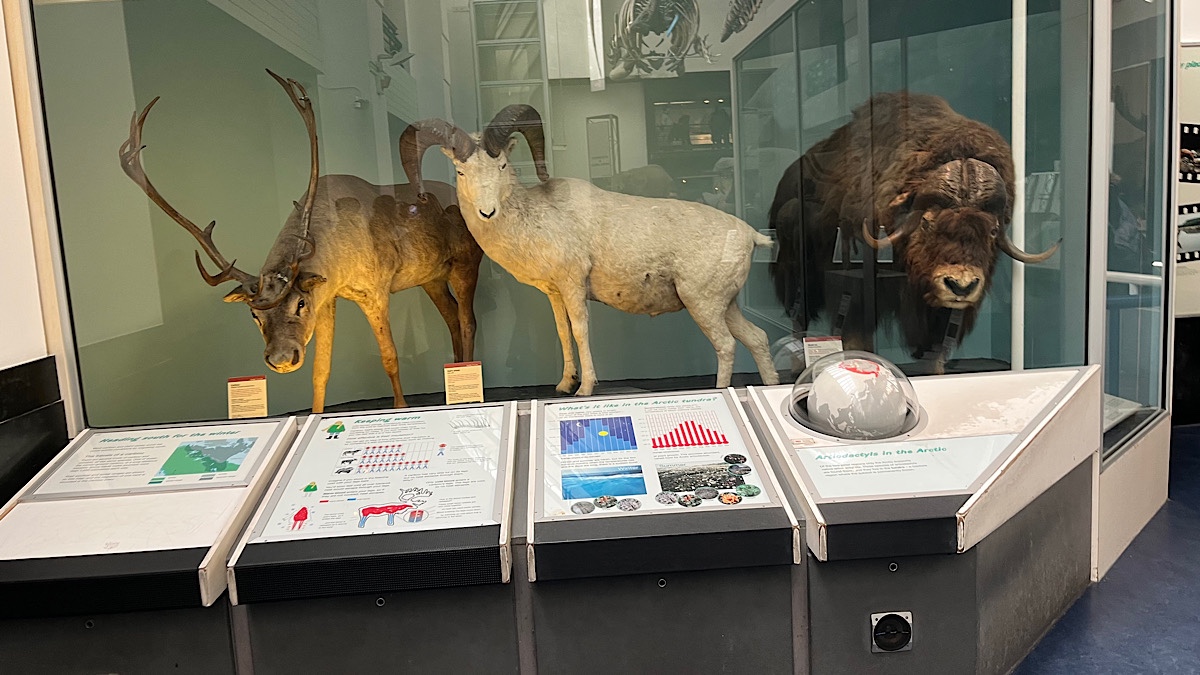 インターナショナルデー