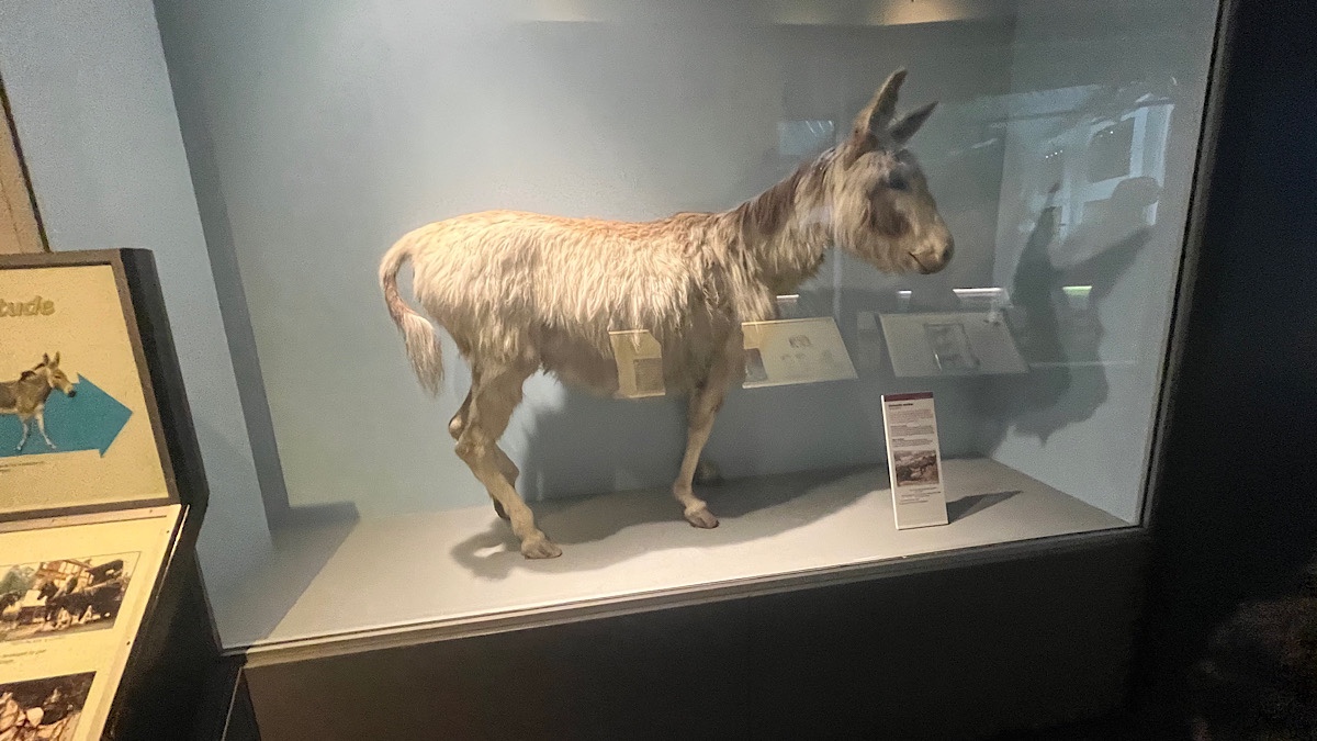 インターナショナルデー