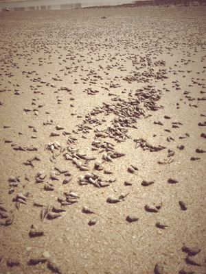 ゴールデンウィーク