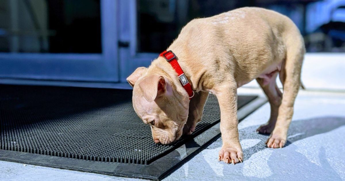 スパイクの匂い対策